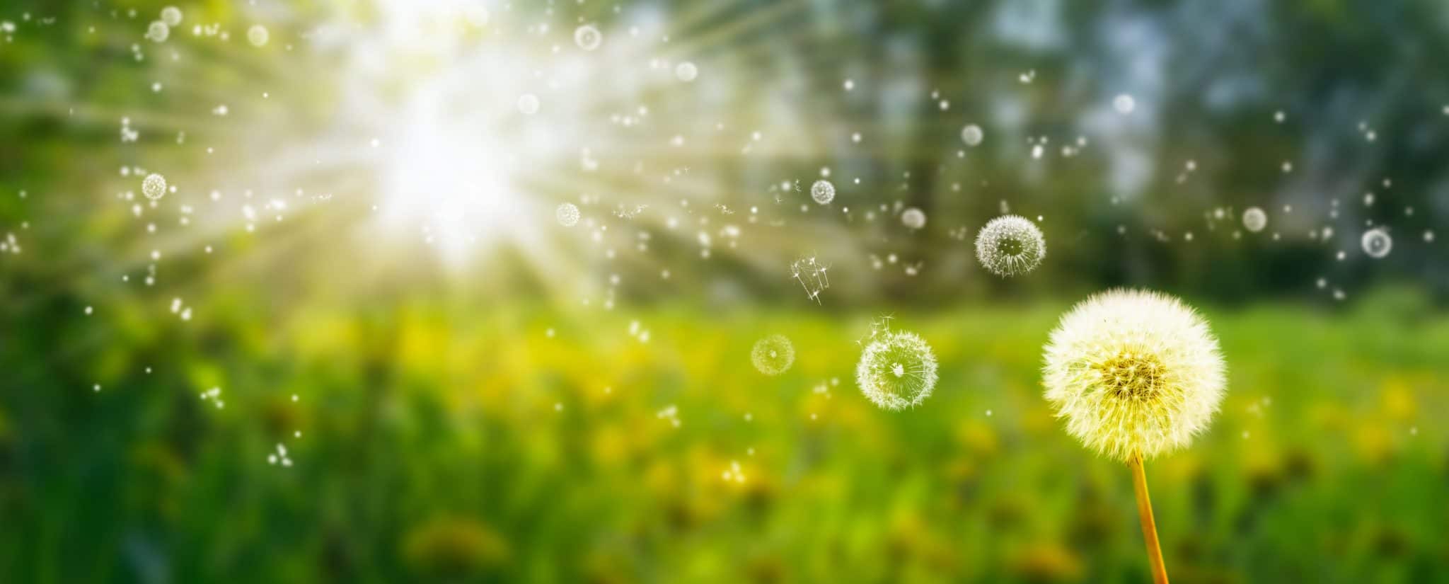 flying seed from isolated blowball flowers in an idyllic summer meadow, beautiful field of many dandelions in blurred landscape panorama